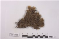 藏品(副歧舌蘚屬 )的圖片